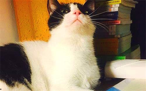 娱乐吃瓜酱猫妈妈视频,萌宠视频带你笑翻天